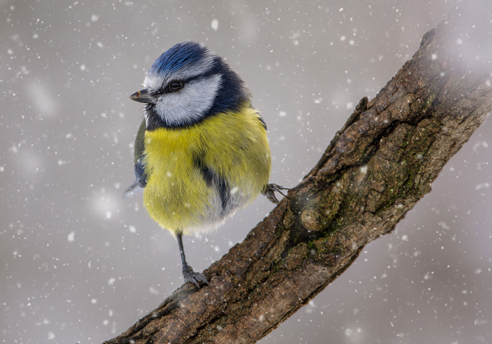 Deutschlands Wintervögel werden wieder gezählt